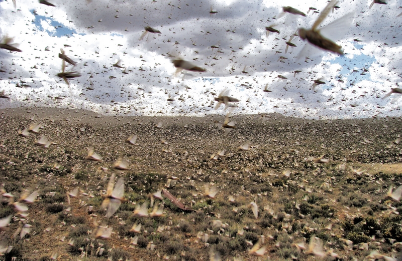 Plague Of Locusts