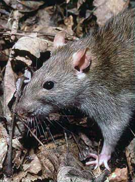 rat templeton norway norvegicus rattus called brown also