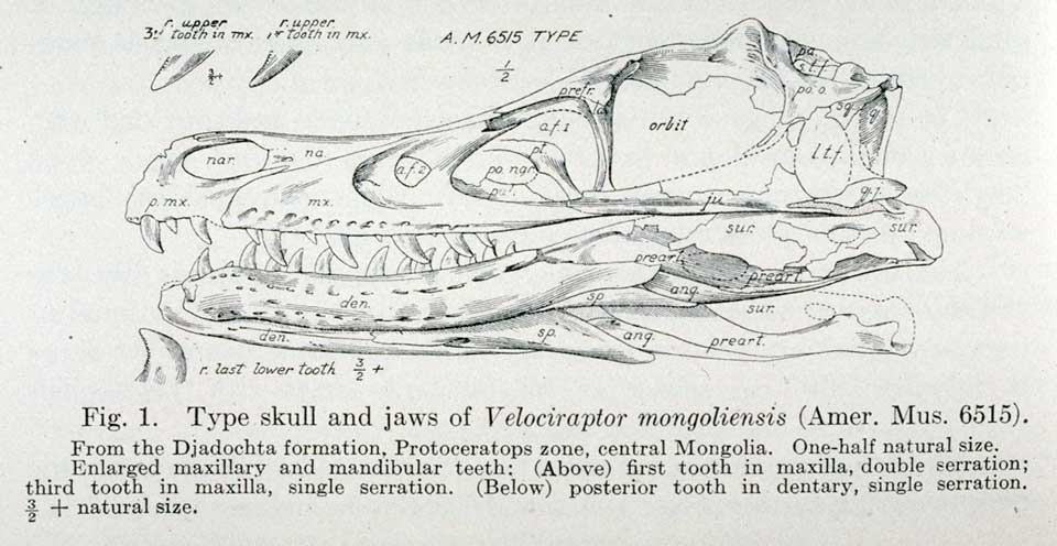 real raptor skull