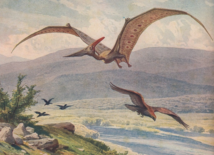 pterodáctilo e pteranodon