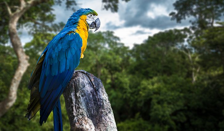 9-rainforest-facts-everyone-should-know-rainforest-alliance