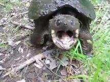 Snapping Turtle in Action
