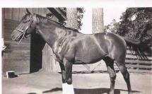 Seabiscuit at Ridgewood Ranch