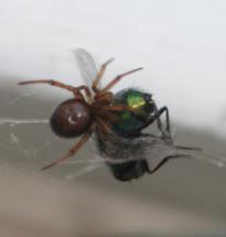 Spider Prey - A Fly Gets Wrapped