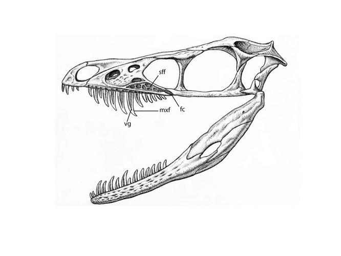 Sinornithosaurus Drawing