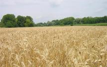 Wheat Fields
