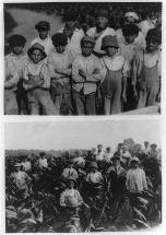 Very Young Workers in the Tobacco Fields