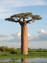 Baobab Tree - Adansonia grandidieri
