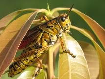Locust - Executed in 1866