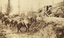 War Horse - Tethered British Cavalry Horses