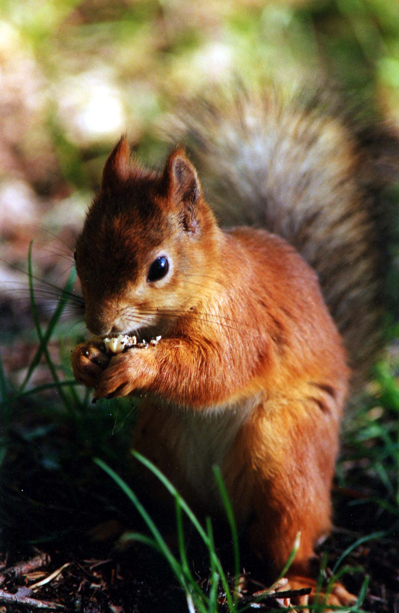 Red European Squirrel