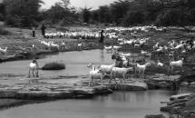 Pastoral Scene in Somalia