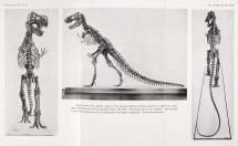 T.rex - First Mount