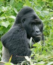 Male Eastern Gorilla