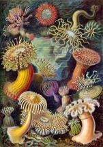 Sea Anemones by Ernst Haeckel