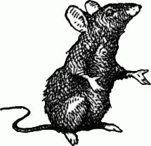 Cause of Bubonic Plague - Rats and Rat Fleas