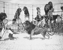 Clyde Beatty Training Lions