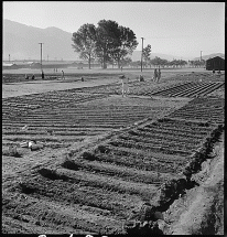 Farming at the Manzanar Camp