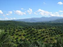 Indonesian Palm Oil Plantation