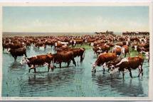Cowboys Water the Herd in a Cattle Drive