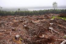 What Caused Massive Deforestation in North America?