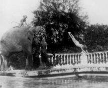 Rosie the Elephant - Diving from Her Back