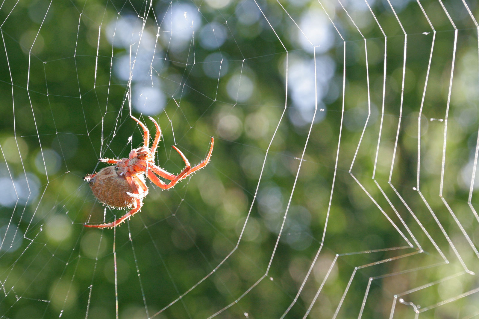 Spider Spinning a Web