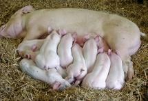 Pigs Nestle with their Mother to Keep Warm