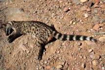 SARS Virus - May Have Originated With a Civet Cat