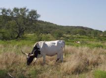 Texas Longhorn