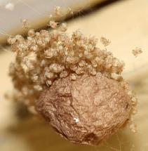 EGG SACS and BABY SPIDERS