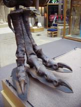 T. rex - Right-Hind Foot