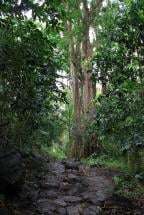 Ancient Asphalt Paths - Maunawili