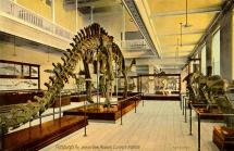Diplodocus - Dinosaur Found in 1899