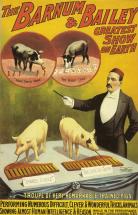 Barnum & Bailey - Trained Pigs