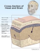 Adult Brain - Cutaway Cross-Section Drawing