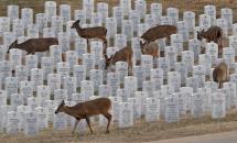 Deer Feeding at Jefferson Barracks National Cemetery