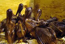 Oiled Brown Pelicans - Grand Isle, Louisiana