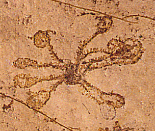 Solnhofen Fossils - Jurassic-Period Sea Lily