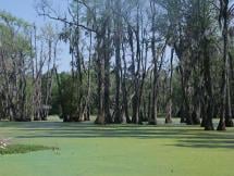 Marion's Tactics - South Carolina Swamps