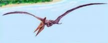 Pteranodon - Drawing