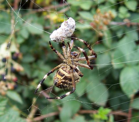 Prey Inside a Spider's Cocoon