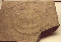 Solnhofen Fossils - Jurassic-Period Jellyfish Fossil