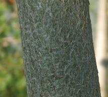 Bark of the Baobab Tree