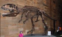 Giganotosaurus - Large Skull, Small Brain