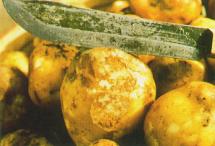 Infected Tubers Begin to Rot from Potato Blight