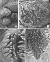 Glands and Spinnerets of North Carolina Hypochilus Pococki