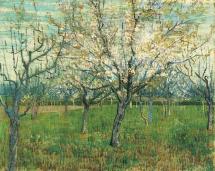 Orchard with Blossoming Apricot Trees