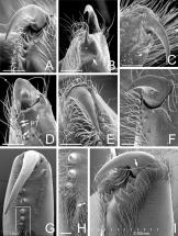 Chelicerae - Spider Jaws