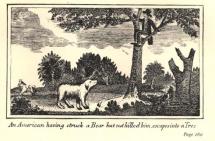 Illustrated Scene at the Expedition - Treed by a Bear